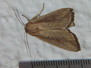 Mythimna striata