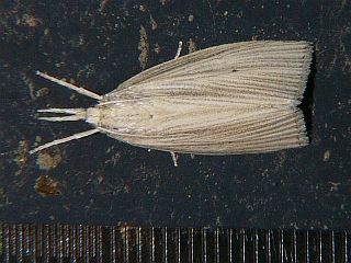 Chilo sacchariphagus stramineellus