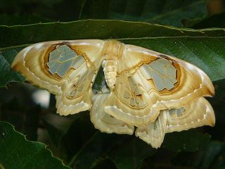 Macrauzata maxima maxima