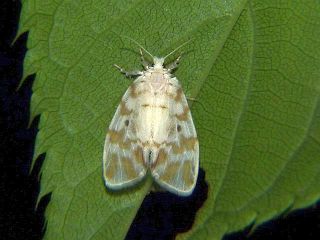 Nudaria ranruna
