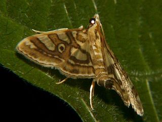 Glyphodes pryeri
