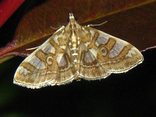 Glyphodes pryeri