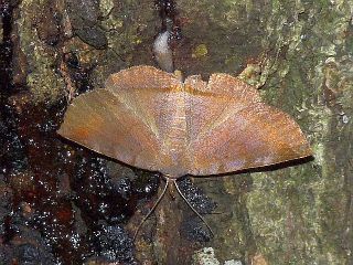 Mecodina nubiferalis