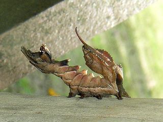 Stauropus fagi persimilis