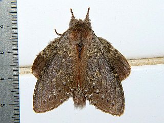 Stauropus fagi persimilis