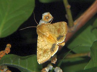 Helicoverpa assulta assulta