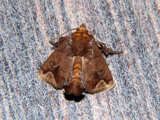 Phlossa conjuncta