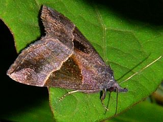 Hypena trigonalis