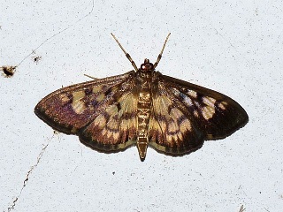 Syllepte taiwanalis