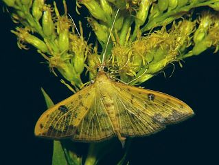Botyodes diniasalis