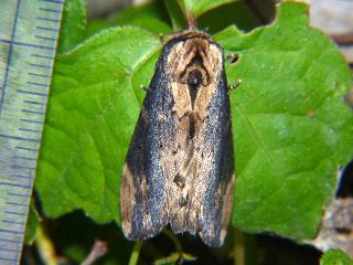 Hiradonta takaonis