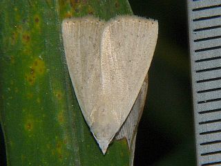 Rivula aequalis