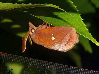 Euthrix albomaculata directa