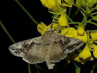 Autographa nigrisigna