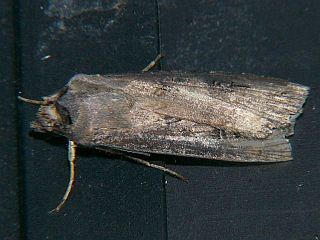 Agrotis ipsilon