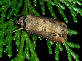 Agrotis ipsilon