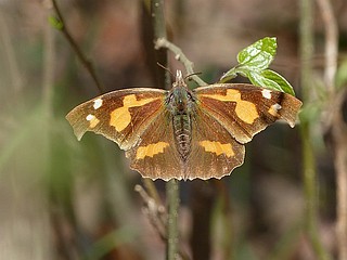 Libythea celtis