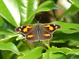 Libythea celtis