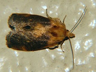 Microleon longipalpis