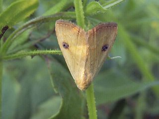 Rivula sericealis