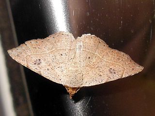 Sophta ruficeps