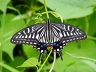 butterfly-image