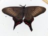 moth-image