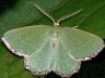 moth-image
