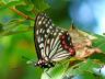 butterfly-image