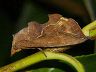 moth-image