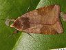 moth-image
