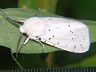moth-image
