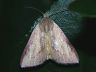 moth-image