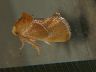 moth-image