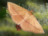 moth-image