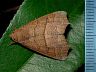 moth-image