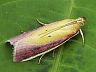 moth-image