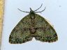 moth-image