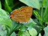 butterfly-image