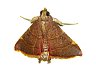 moth-image