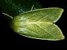 moth-image
