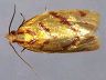 moth-image