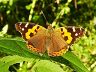 butterfly-image