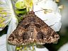 moth-image