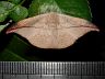 moth-image
