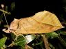 moth-image