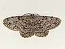 moth-image