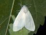 moth-image