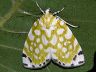 moth-image