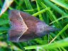moth-image